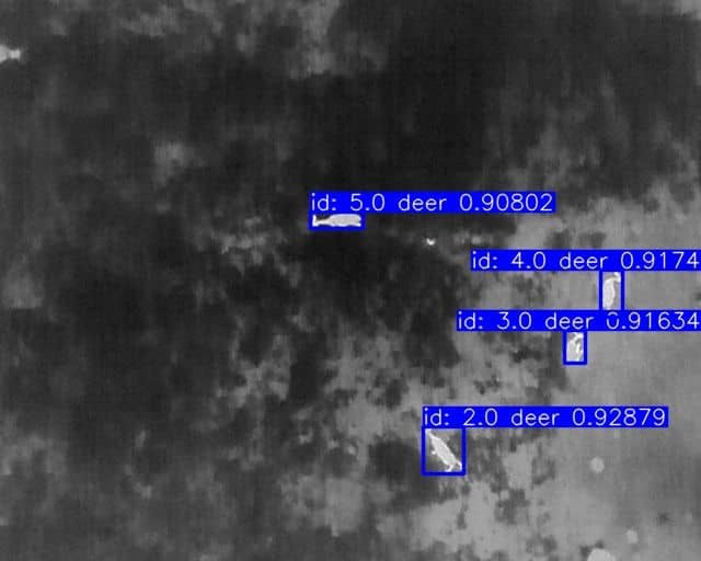 deer Detection JPG