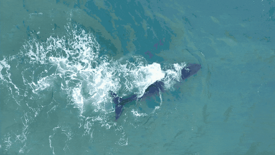 Whale Detection GIF