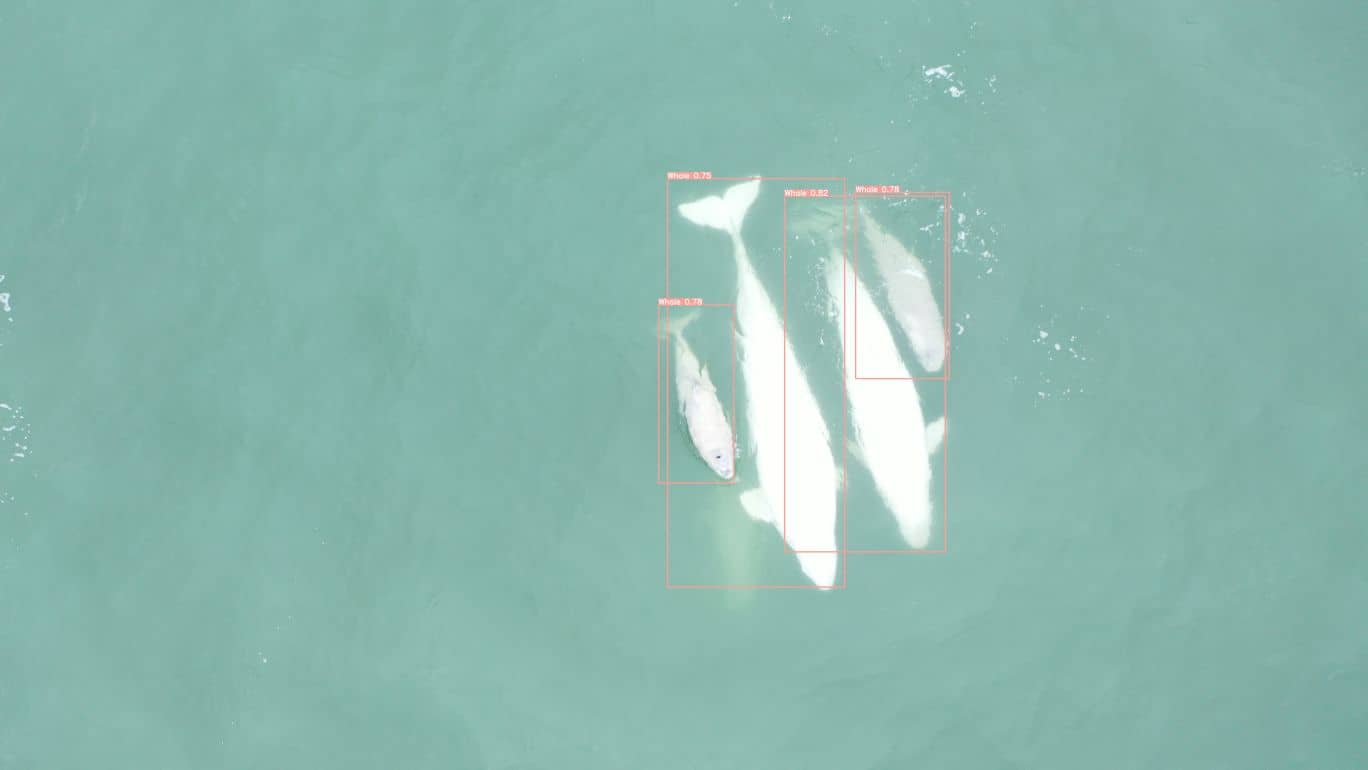 Whale Detection JPG